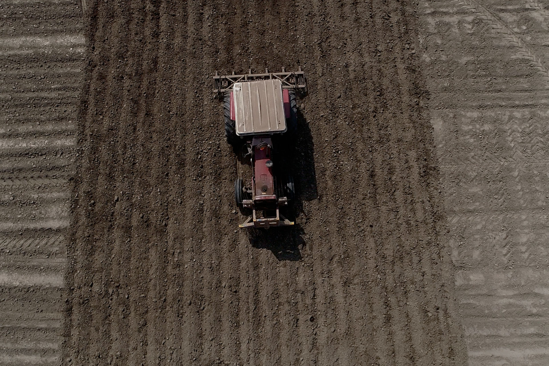 Phase II of G1 Garlic production