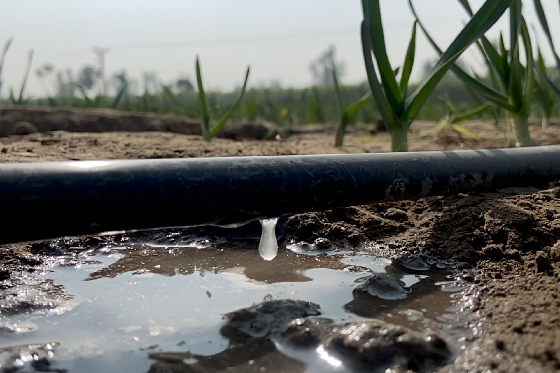 Phase III of G1 Garlic production